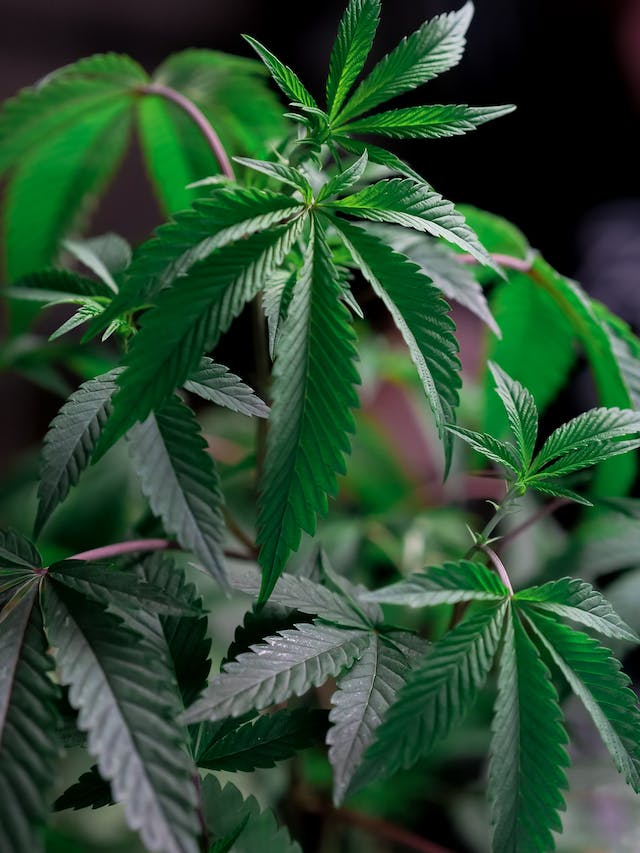 Cannabis et Cultures Autochtones : Une Perspective Mondiale